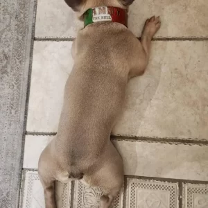 Italian Flag Leather Dog Collar