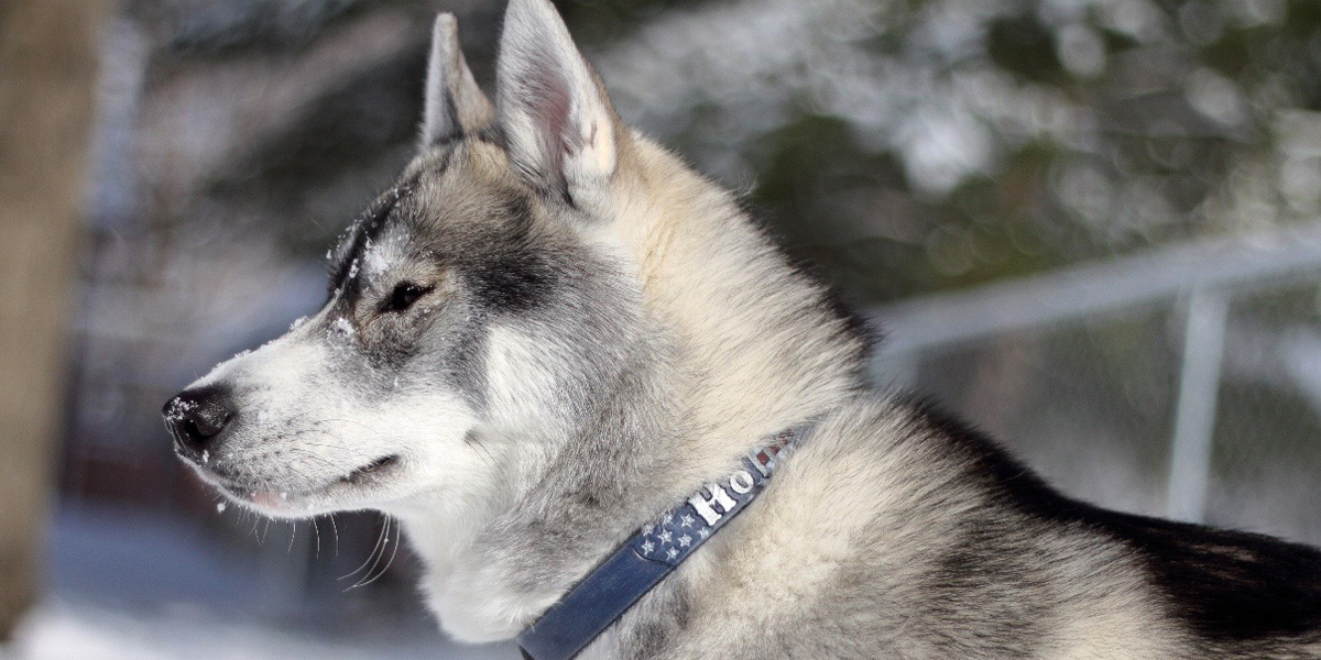 Patriotic leather dog collar on a Husky