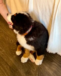Bernese Mountain Dog Puppy